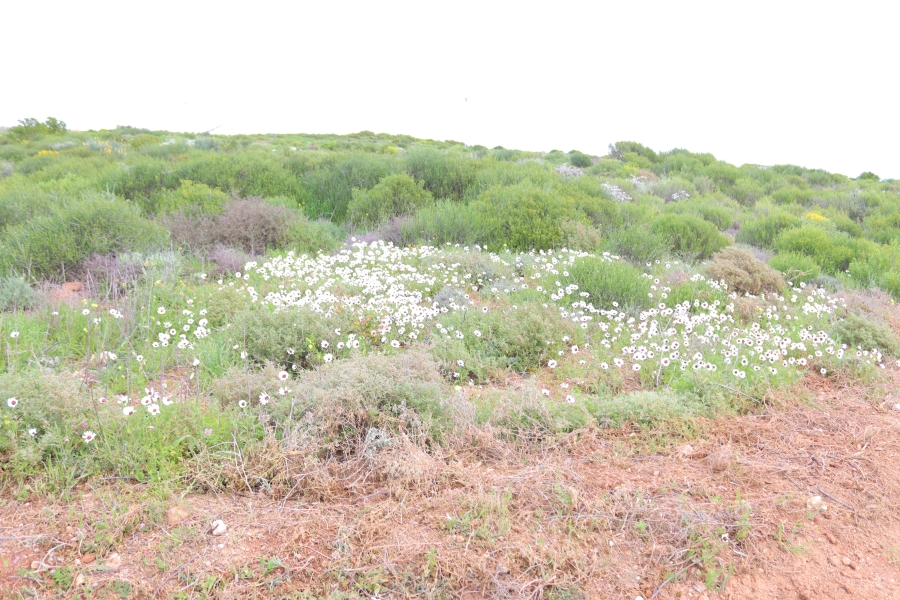 0 Bedroom Property for Sale in Steenbergs Cove Western Cape